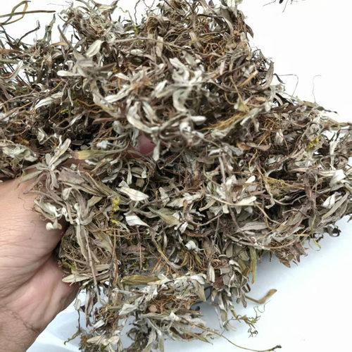 天青地白中草药材小火草金鸡舌新鲜叶下白干货上青下白细叶鼠曲草 - 图2