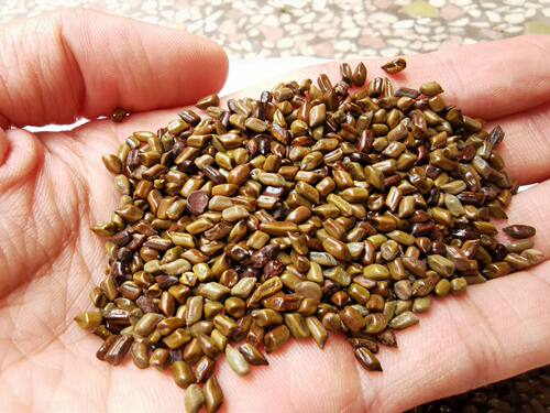 决明子生草决明子中药材泡水泡茶散装食用假绿豆500g克包邮 - 图1