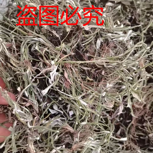 天青地白中草药材小火草金鸡舌新鲜叶下白干货上青下白细叶鼠曲草 - 图0