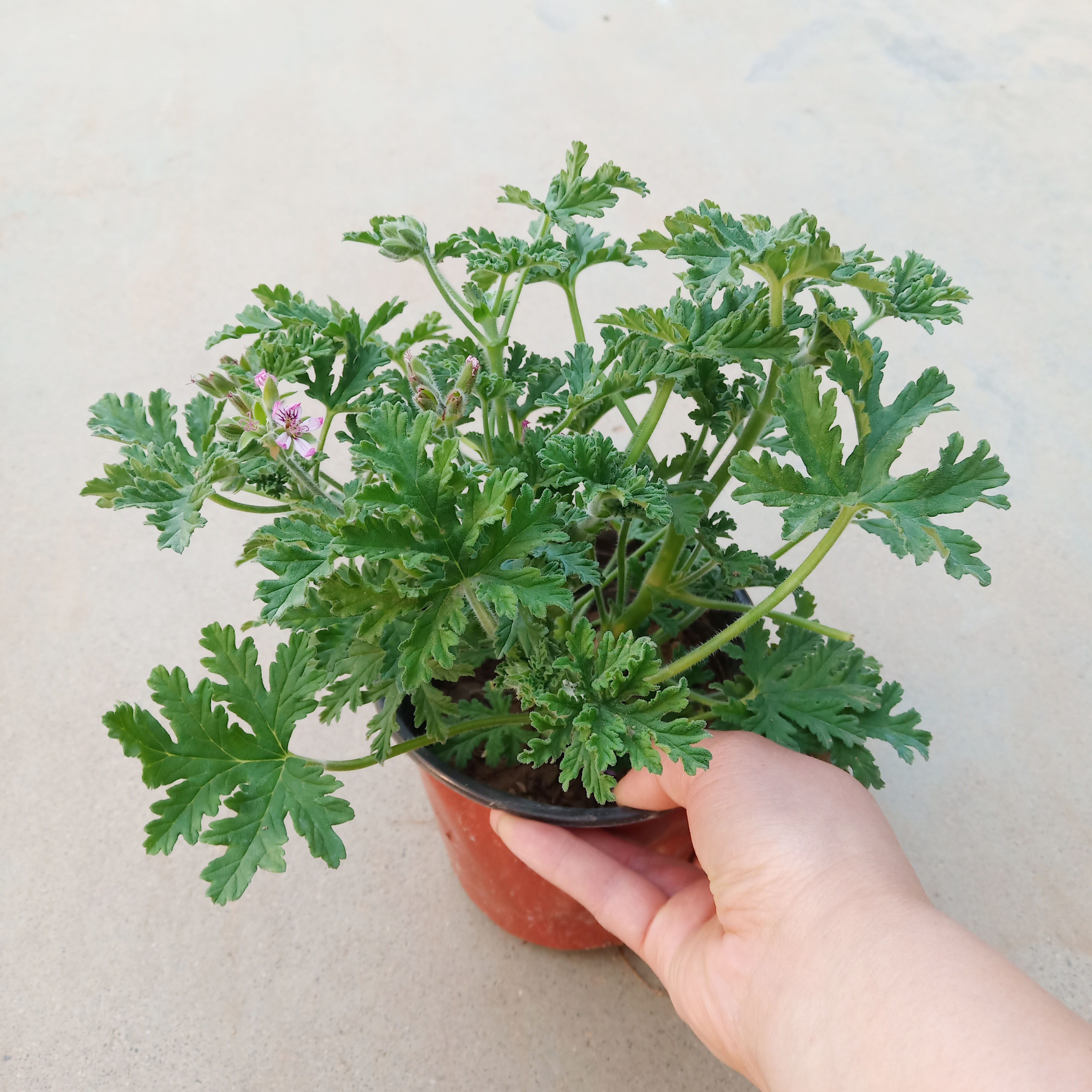 驱蚊草 室内驱蚊香草绿植花卉香叶天竺葵 薰衣草 薄荷 盆栽