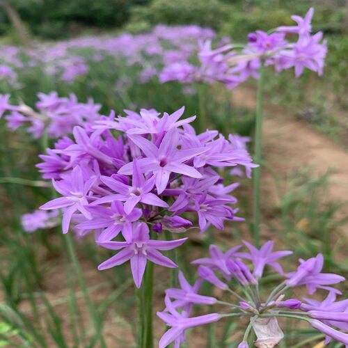常绿好看易养 紫娇花苗 紫娇花韭菜花洋韭 金边洋韭菜宿根花卉 - 图1
