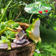 Hold an umbrella to enjoy the cool, simulated frog ornament