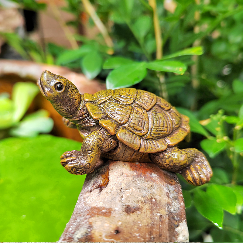 仿真小乌龟摆件花园微景观假山水池鱼池水族鱼缸造景装饰品小海龟 - 图2