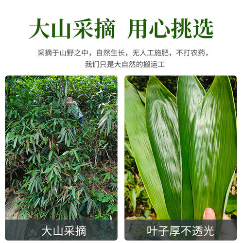 粽子叶新鲜粽叶摆盘装饰小号寿司竹叶棕叶粽叶包粽子专用大号叶子 - 图1