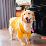 Одежда для собак Весна и осень тонкая золотая ретрада самомерская пограничная паста средняя большая собачья домашняя животная осень и зимняя одежда