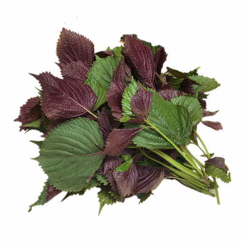 新鲜现摘紫苏叶带杆新鲜食用紫苏牛蛙鱼虾田螺蛳粉香料 增香去腥 - 图3