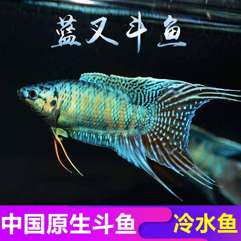 改良蓝叉 好养耐活 观赏鱼 中国斗鱼 观背淡水鱼 国斗活鱼 叉尾斗 - 图1