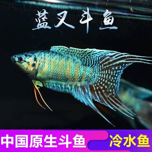 改良蓝叉 好养耐活 观赏鱼 中国斗鱼 观背淡水鱼 国斗活鱼 叉尾斗 - 图1