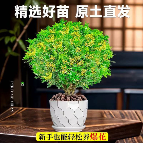 香水米兰花盆栽带花苞浓香型老桩四季室内名贵花卉绿植小树苗开 - 图0