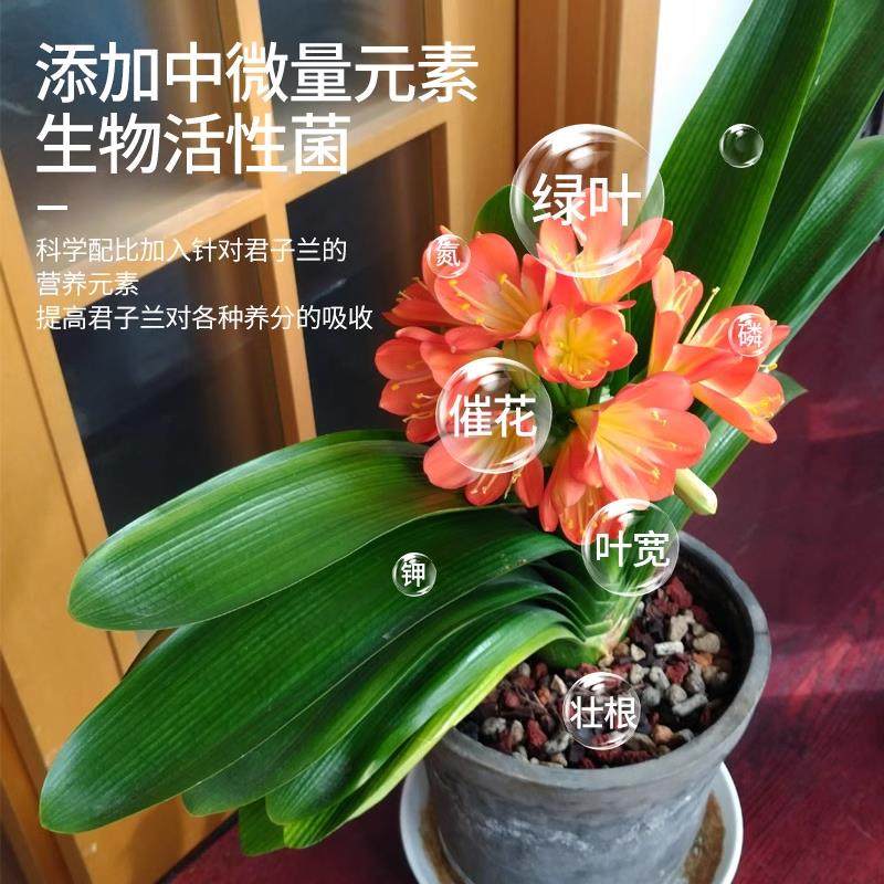 君子兰肥料专用营养液开花素治不开花拔剑促箭剂爆芽催花免稀释肥,淘宝优惠券,粉丝福利购,淘宝优惠卷