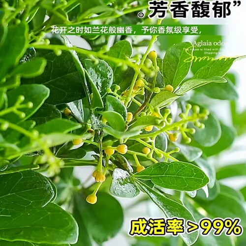 香水米兰花盆栽带花苞浓香型老桩四季室内名贵花卉绿植小树苗开 - 图1