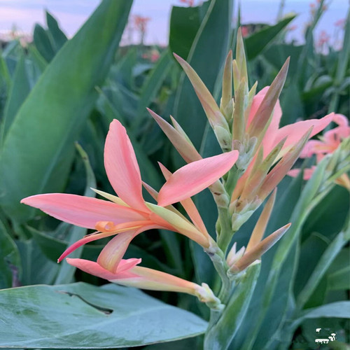 美人蕉种球四季易养室外庭院地栽植物花卉盆栽花苗多年生包活根茎 - 图0