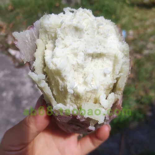 新鲜板栗红薯 高州爆皮王番薯白心面包王粉糯番薯白肉干面地瓜5斤 - 图0