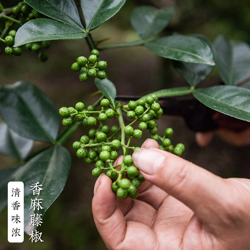 藤椒新鲜青花椒350g四川特产真空保鲜新花椒鲜生麻椒鲜青藤鲜藤椒-图2