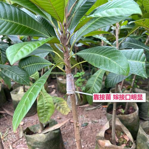 带土带叶果树苗妈咪果苗马加纳潘婷果树苗盆栽庭院阳台种植新品种 - 图0