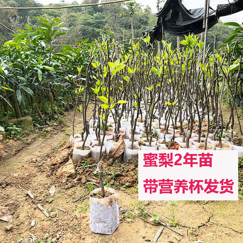 带土包邮果苗果树苗 蜜梨苗沙梨桂花梨苗嫁接梨树苗庭院植物绿 - 图1