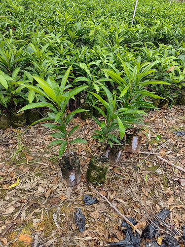 带土包邮营养杯耀堂仙桃苗果树苗蛋黄果苗鸡蛋果盆栽阳台庭院种植 - 图1