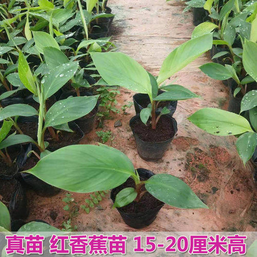 带土包邮果树苗威廉斯B6香蕉苗粉蕉苗 红香蕉 西贡蕉皇帝蕉苗果园 - 图1