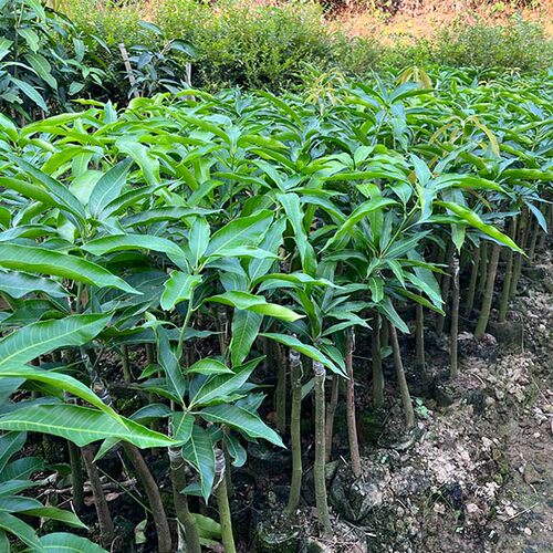 包邮果树苗芒果苗壮苗台农一号芒果苗金煌芒红贵妃芒果苗可盆栽 - 图0