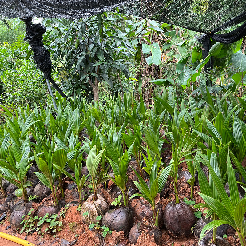 椰子果树苗椰子苗青椰子苗金椰子苗庭院种植园艺常绿植花盆 - 图1