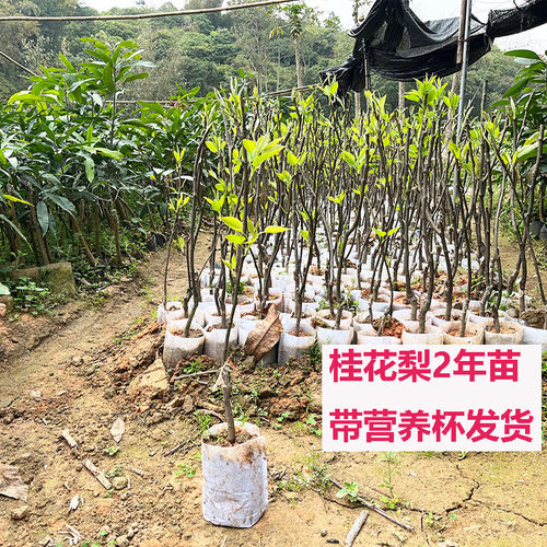 带土包邮果苗果树苗 蜜梨苗沙梨桂花梨苗嫁接梨树苗庭院植物绿 - 图0