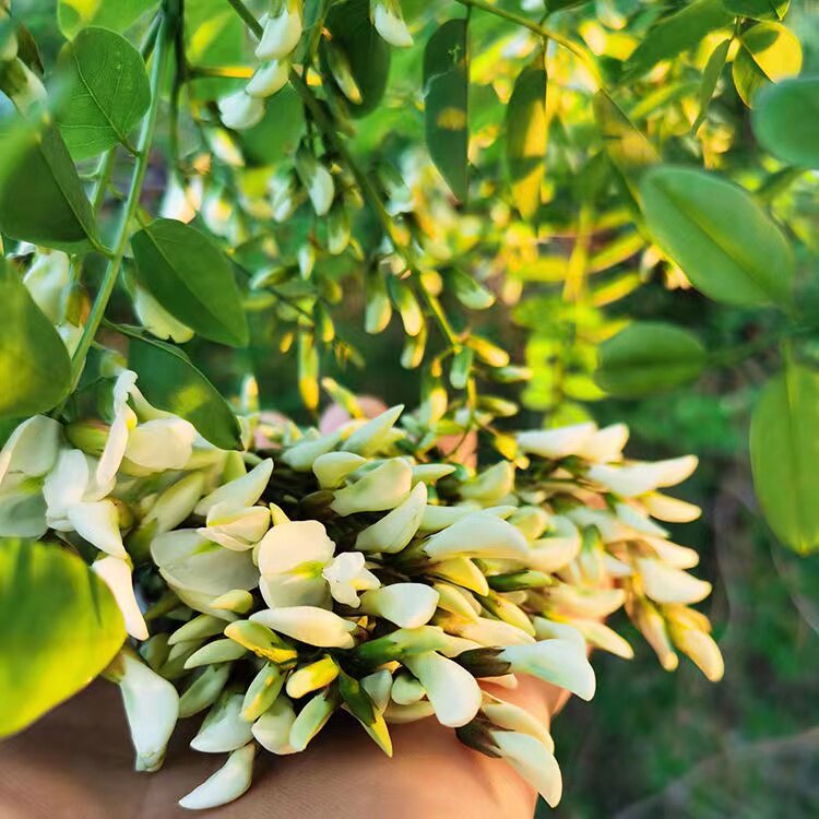 槐花现摘野生新鲜槐花新鲜洋槐花刺槐花秦岭山区花骨朵槐花加冰发