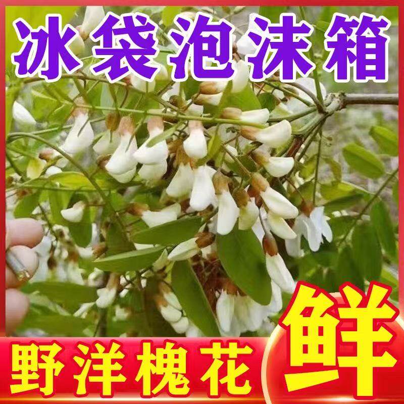 槐花现摘野生新鲜槐花新鲜洋槐花刺槐花秦岭山区花骨朵槐花加冰发