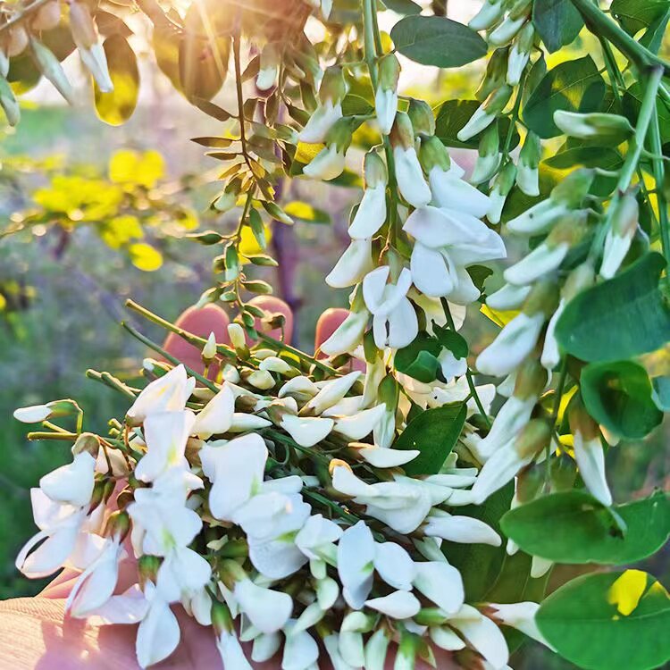 槐花现摘野生新鲜槐花新鲜洋槐花刺槐花秦岭山区花骨朵槐花加冰发