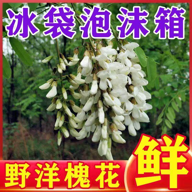 槐花现摘野生新鲜槐花新鲜洋槐花刺槐花秦岭山区花骨朵槐花加冰发