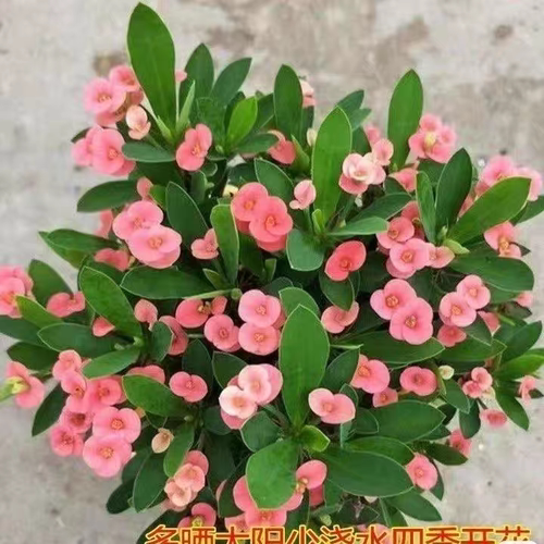 铁海棠虎刺梅盆栽带花阳台庭院耐热耐寒好养易活多季开花植物 - 图0