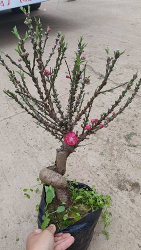 寿星桃老桩苗盆栽重瓣桃花苗室内阳台盆景地栽可观赏桃花耐寒好养 - 图0