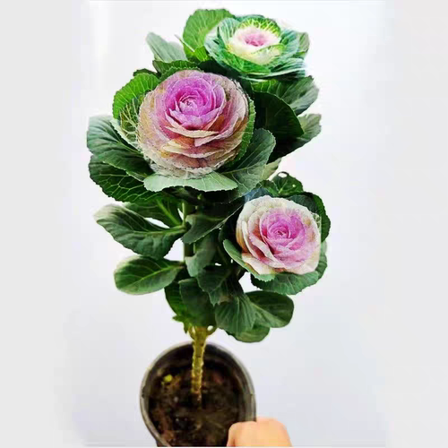 成品老桩大花羽衣甘蓝花卉绿植盆栽阳台室外节日摆放观赏耐寒植物 - 图1