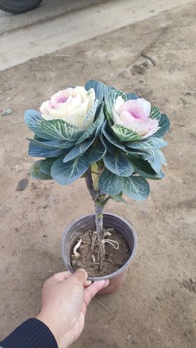成品老桩大花羽衣甘蓝花卉绿植盆栽阳台室外节日摆放观赏耐寒植物 - 图0