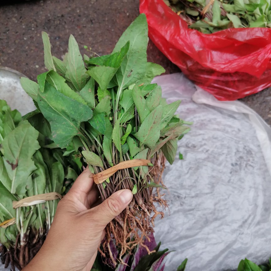 四川非种植新鲜现挖带根紫花地丁犁头草三角草包邮中草药药材 - 图2