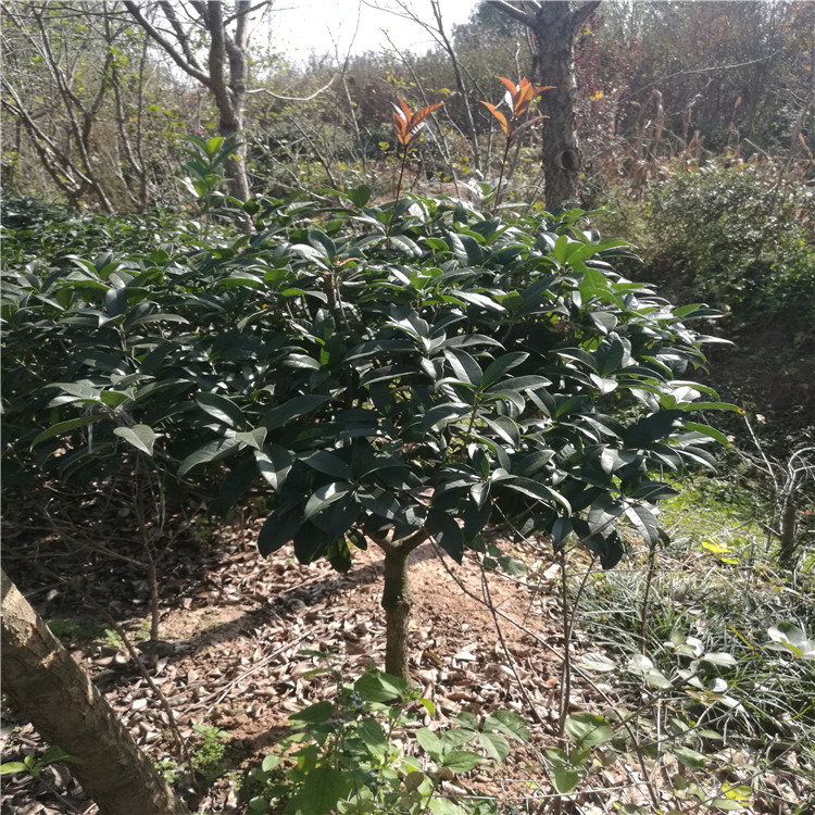 桂花树苗桂花盆栽花卉丹桂金桂四季桂沉香桂嫁接桂花飘香花卉 - 图0