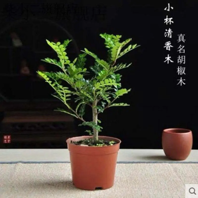 驱蚊驱虫清香胡椒木盆栽绿植植物室内四季常青净化空气盆景草花卉 - 图1