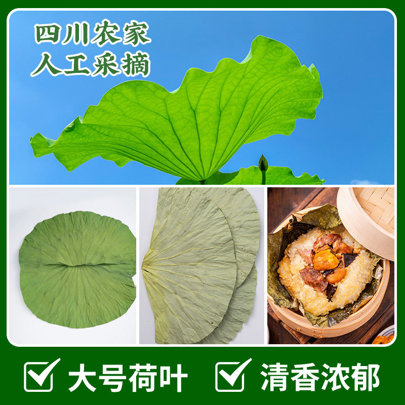 四川荷叶整张250g干荷叶叫花鸡糯米鸡木桶饭荷叶粥专用新鲜荷叶片