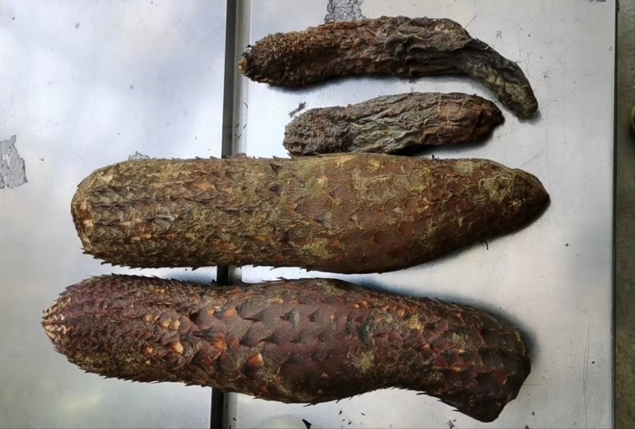 沙漠肉苁蓉大芸片风干新疆500克,淘宝优惠券,粉丝福利购,淘宝优惠卷