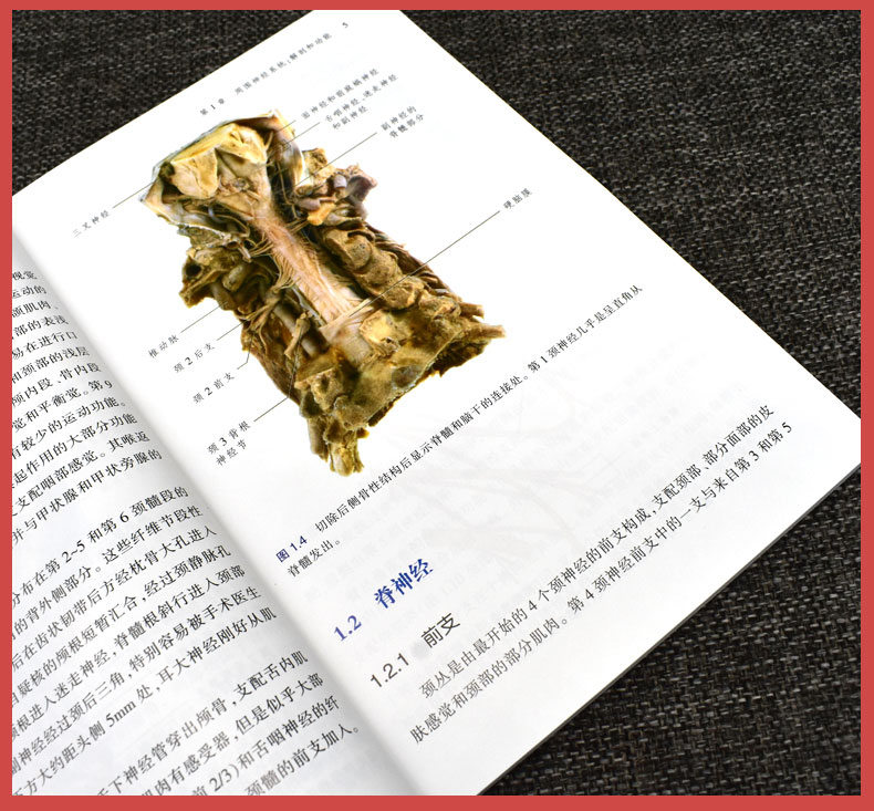 周围神经损伤临床诊疗指南 神经外科骨科显微外科医生参考书 天津科技翻译出版社9787543341210