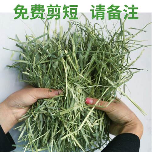 26年新晾晒提摩西草荷兰猪干草饲料龙猫豚鼠兔粮牧草兔子草包邮 - 图1