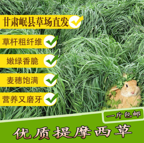 26年晾晒新草优质提摩西草北提龙猫豚鼠兔粮荷兰猪牧草岷县产地发 - 图2