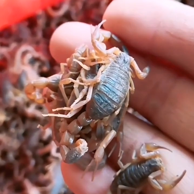 野外沂蒙山十足全蝎蝎子活体全虫煲汤入药活蝎子药用油炸泡酒食用-图1