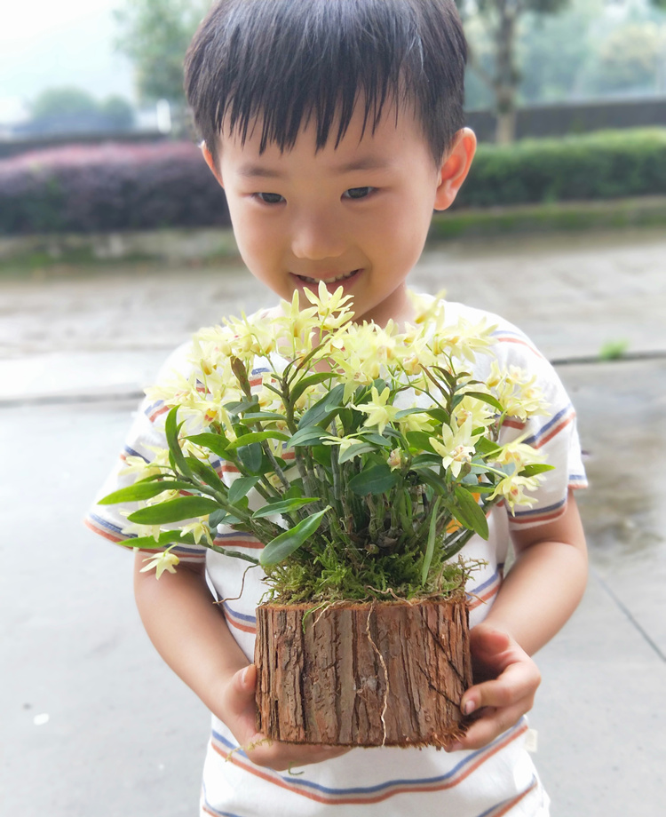 【带木桩发货】铁皮石斛苗树桩盆栽 室内绿植盆景花卉石斛可食用