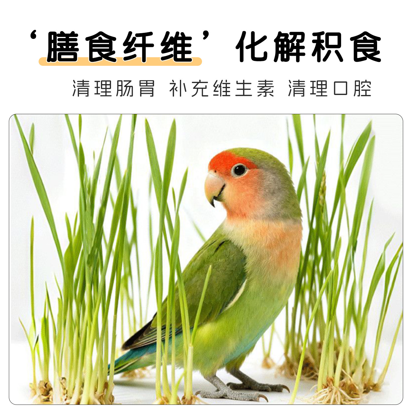 新鲜即食鹦鹉食用麦芽草大麦草鸟零食饲料啃咬草虎皮牡丹玄凤鸟草,淘宝优惠券,粉丝福利购,淘宝优惠卷