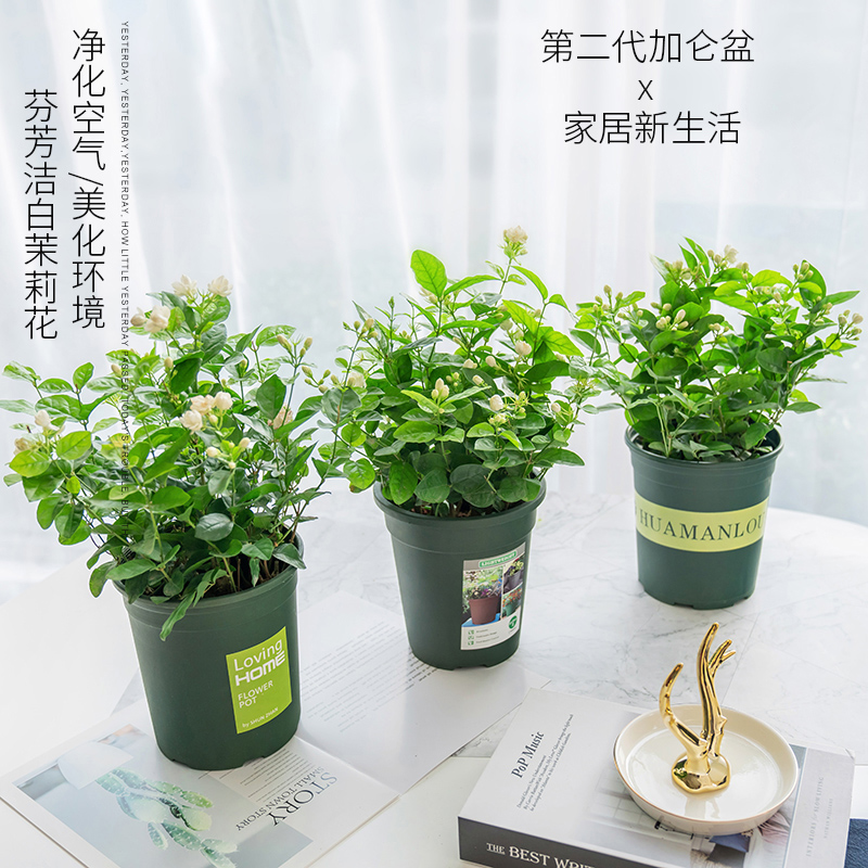 茉莉花盆栽室内外虎头四季好养法国香水藤花卉观花植物带花苞绿植-图1