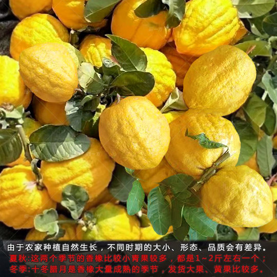 Юньнань Сянъюань, свежие цитрусовые фрукты, выращенные на ферме, свежесобранные отборные фрукты Сянъюань, крупные фрукты, бергамот, собственный сад.