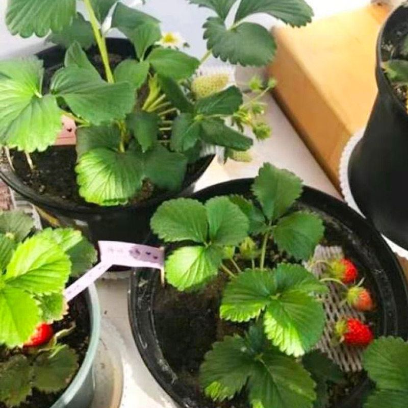 草莓盆栽带花带果大盆四季结果原盆原土阳台种植奶油草莓苗特大号,淘宝优惠券,粉丝福利购,淘宝优惠卷
