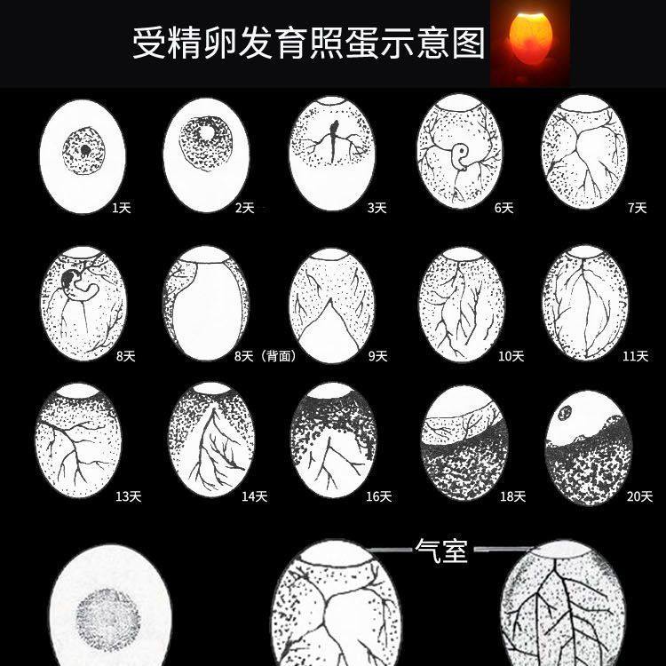 纯种九斤红种蛋可孵化红玉小鸡大型受精蛋种鸡蛋受精纯种宠物鸡,淘宝优惠券,粉丝福利购,淘宝优惠卷