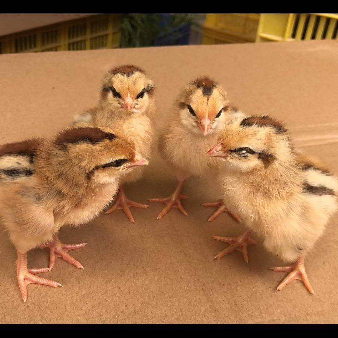 纯种九斤红种蛋可孵化红玉小鸡大型受精蛋种鸡蛋受精纯种宠物鸡,淘宝优惠券,粉丝福利购,淘宝优惠卷