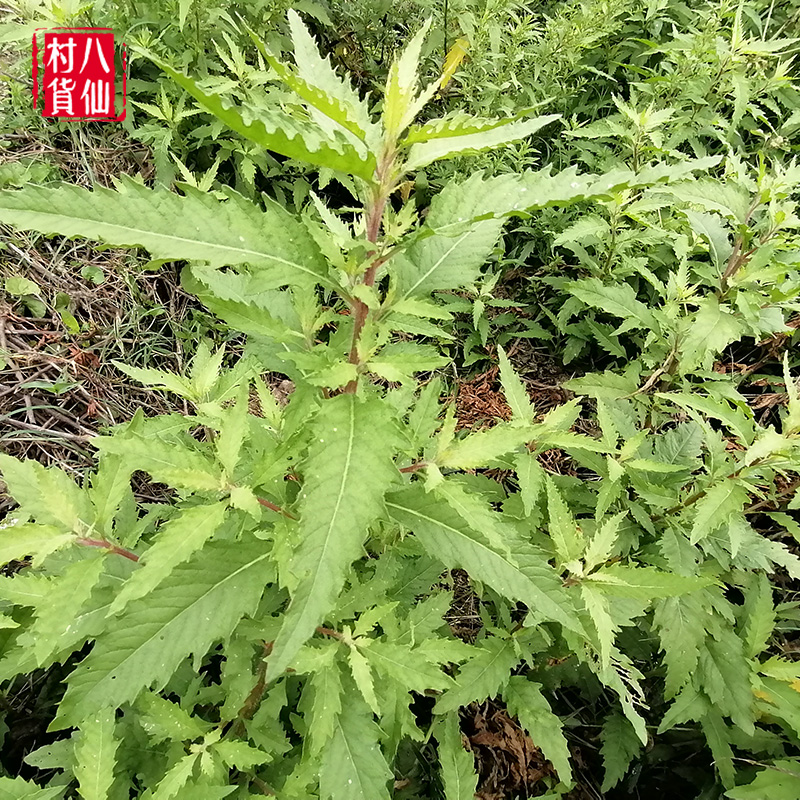 现采新鲜土荆芥 中草药材臭草 红泽蓝 天仙草 钩虫草虱子草 包邮 - 图0